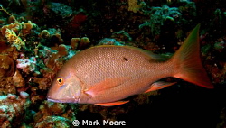 MAHOGONY SNAPPER GRAND CAYMAN by Mark Moore 